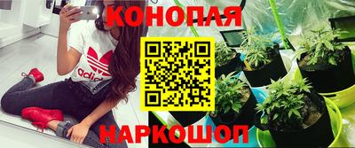 шишки Михайловск